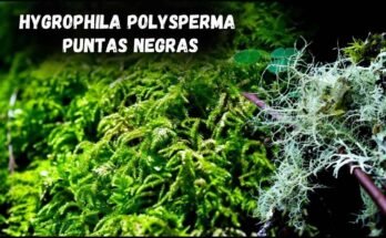 hygrophila polysperma puntas negras