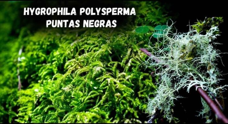 hygrophila polysperma puntas negras