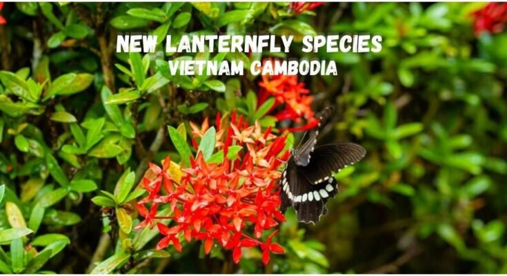 new lanternfly species vietnam cambodia